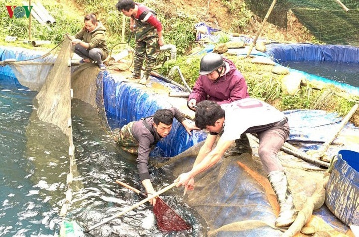 Sa Pa còn khoảng 100 tấn cá nước lạnh "bí" đầu ra